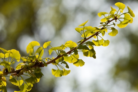 Ginkgo biloba green leaves on a tree in Yonghe Lamasery, Beijing, China.