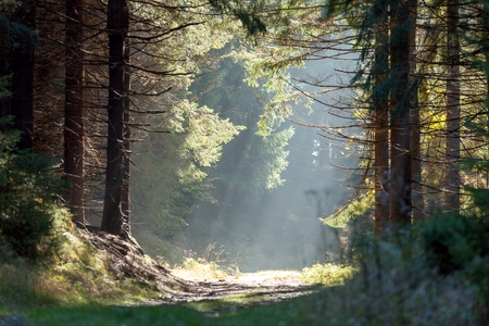 Spruce forest in the mist with sun rays in early morning, Zlate Hory Golden Mountains, Eastern Sudetes, Czech Republic.の写真素材
