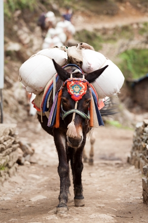 Close-up an mule caravan on route to Namche Bazar, Dudh Kosi valley, Solu Khumbu, Nepal.の写真素材
