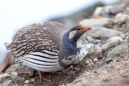 Tibetan Snowcock (Tetraogallus tibetanus) at Gokio Ri,Sagarmata National Park, Solu Khumbu, Nepal.の写真素材