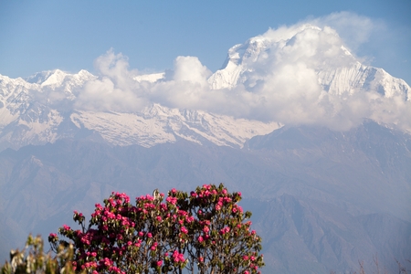 Summit of mount Dhaulagiri from Poon Hill on Round Annapurna trek, Annapurna Circuit, Kaski District, Nepal.の写真素材