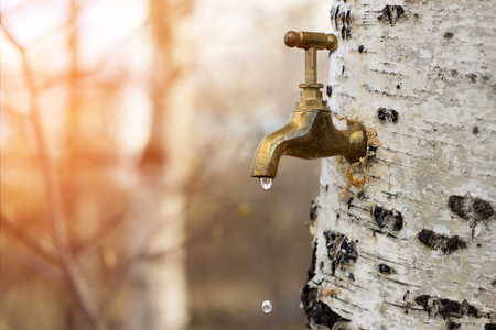 Birch sapの写真素材