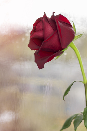 Rose in the background of the windowの写真素材