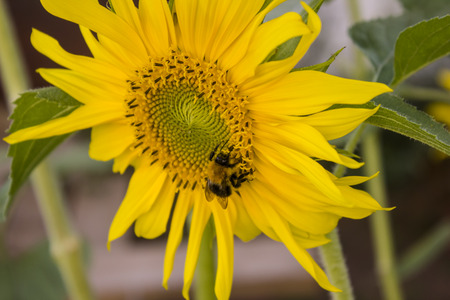 Sunflower close upの写真素材