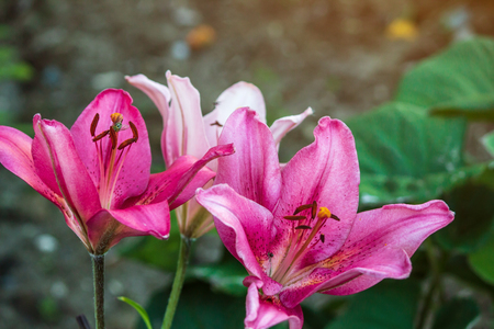 Red Lily growing in the gardenの写真素材
