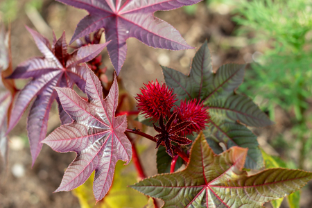 Beautiful plant in the garden