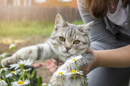 Striped beautiful cat in the hands, on the background of natureの写真素材