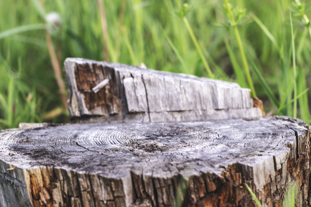 Big old stump on green grass backgroundの写真素材