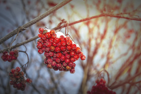 Snowy Rowan foregroundの写真素材