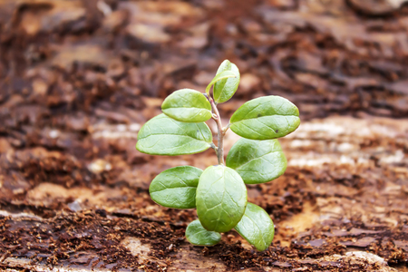 A small green plant grows on the bark of a tree, close-upの写真素材