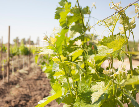 vineyards for sale in the city of Mexico in the first stage of the grapeの写真素材