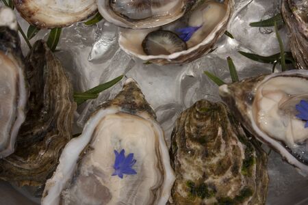 Fresh raw oysters on ice decorated with purple flowers for consumption