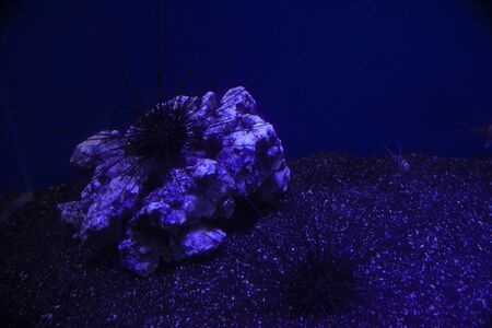 sea urchin perched on underwater rock where some fish swimの写真素材