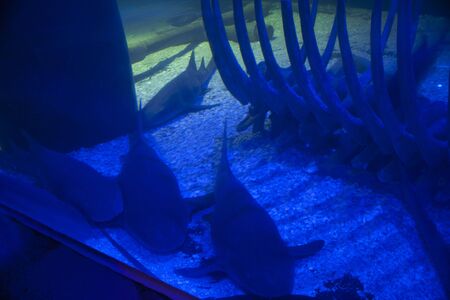 underwater skeleton large ribs next to sleeping sharks