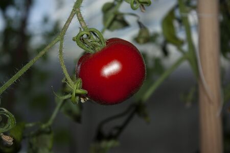 Ripe red tomato is on the green background of foliage, hanging on the vine of a tomato tree in the garden in Mexico city.の写真素材