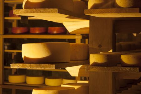 cheeses different types Inside a cellar  level awaiting fermentation processの写真素材