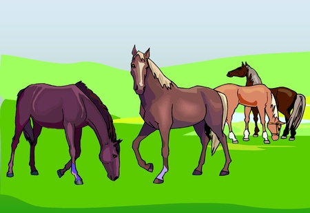 horses on the green pasture のイラスト素材