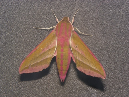 elephant hawk-moth の写真素材