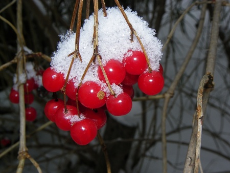 winter moodの写真素材
