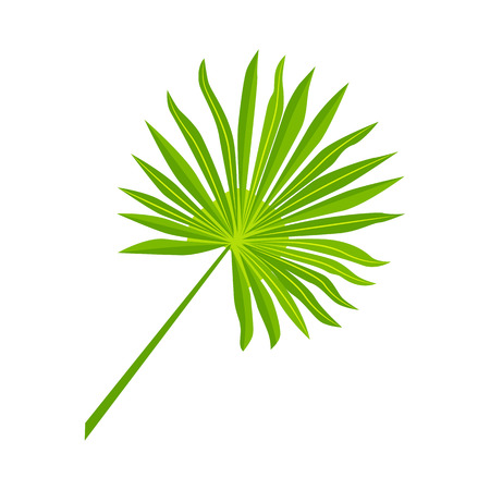 Tropical palm leaf vector illustration. Design element isolated on white background. Flat style jungle plant.のイラスト素材