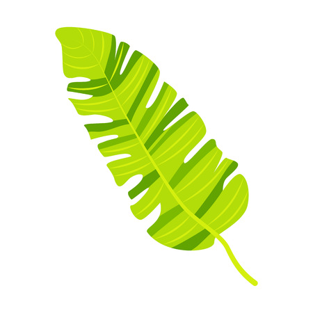 Tropical banana leaf vector illustration. Design element isolated on white background. Flat style jungle plant.のイラスト素材