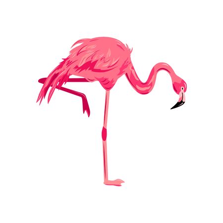 Pink flamingo vector illustration. Design element isolated on white background.のイラスト素材