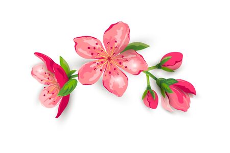 Blossom sakura, cherry flowers vector illustration. Design element isolated on white background.のイラスト素材
