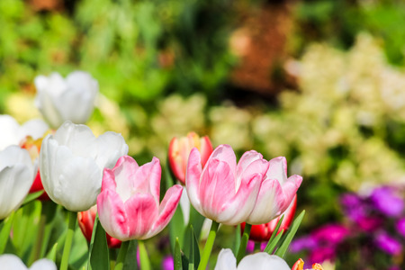 Tulips bloom in the garden