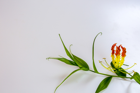 Thai Forest Lilly Flower in gray backgroundの写真素材