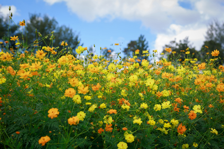 Yellow,orange cosmos flowes and green leaves nature  background.の写真素材