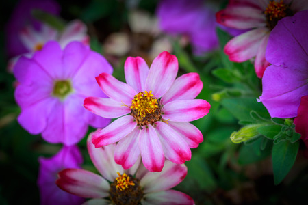 Pink Zinnia bloom in the Natural Park.の写真素材