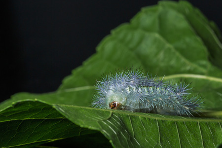 The Gypsy Moth on green leaf with black background.の写真素材