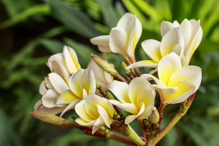 The group of beautiful Plumeria Flower bloom in the garden.の写真素材