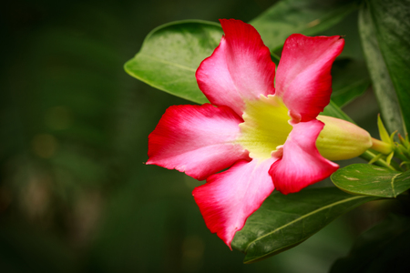 Thebeautiful  pink Azalea flower isblooming.の写真素材
