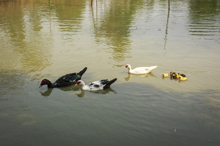 The duck family swimming in the pond.の写真素材