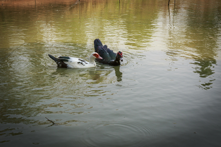 The two ducks are swimming in the pond.の写真素材
