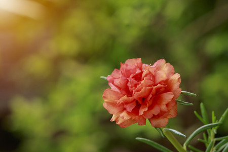 The beautiful Portulaca Olecacea flower bloom in the garden.