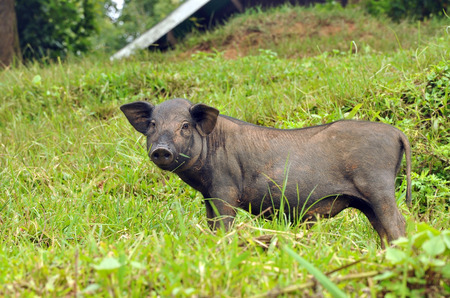 portrait of black wild boar at rural farm in highland of thailandの写真素材