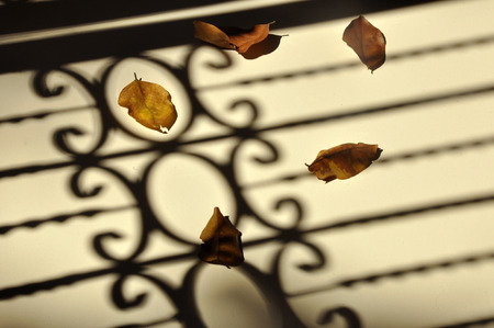 Fallen autumn leaves with vintage iron fence shadow, feel lonelyの写真素材