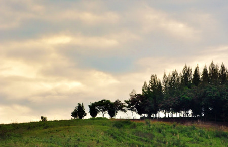 Scenic silhouetted pine tree on the hillの写真素材