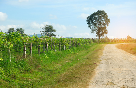 Rows of grapevines on the field in Thailandの写真素材