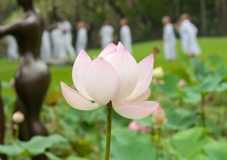 Lotus in pond with little nuns backgroundの写真素材