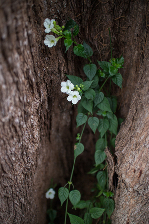 Climber with flower growing in the treeの写真素材