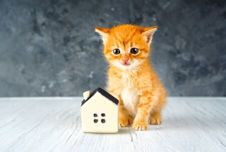 Homeless animals concept with ginger kitten near the toy house. Cat is looking for a house and for owners.の写真素材