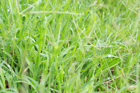 dew in  morning 