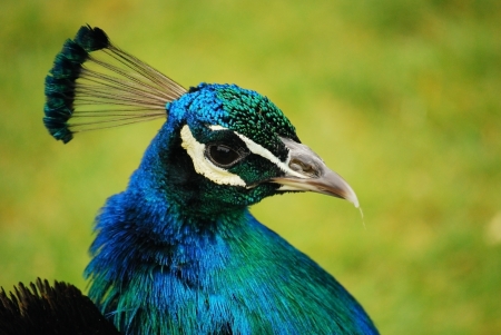 Blue and green peacock head close-upの写真素材