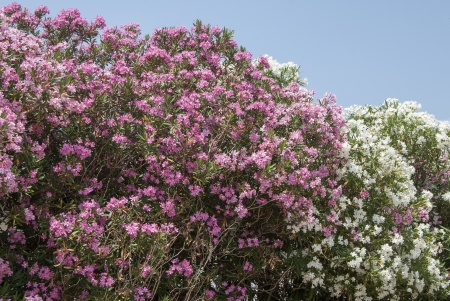 Purple and white oleander bush closeup on blue sky backgroundの写真素材