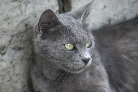 Grey cat head closeup at stone backgroundの写真素材