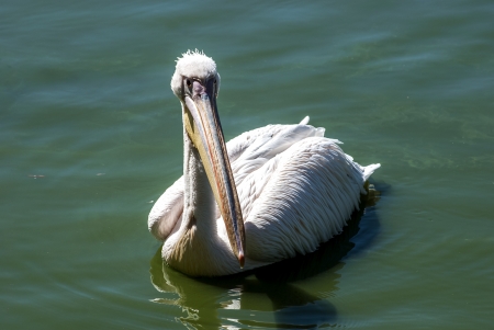 Pelican in lake water full face closeupの写真素材