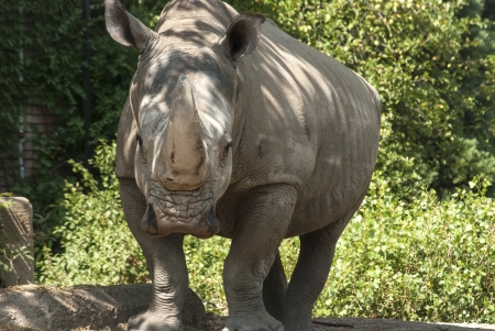 Rhinoceros front view full size in zooの写真素材